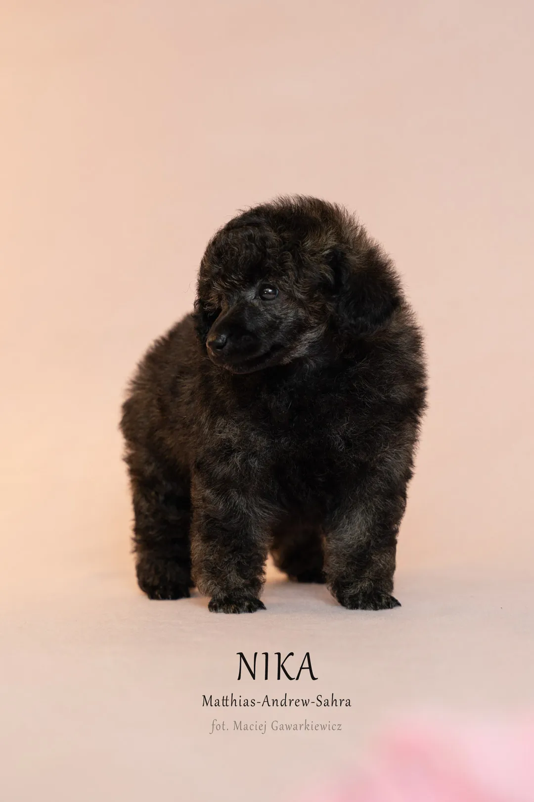 NIKA_13