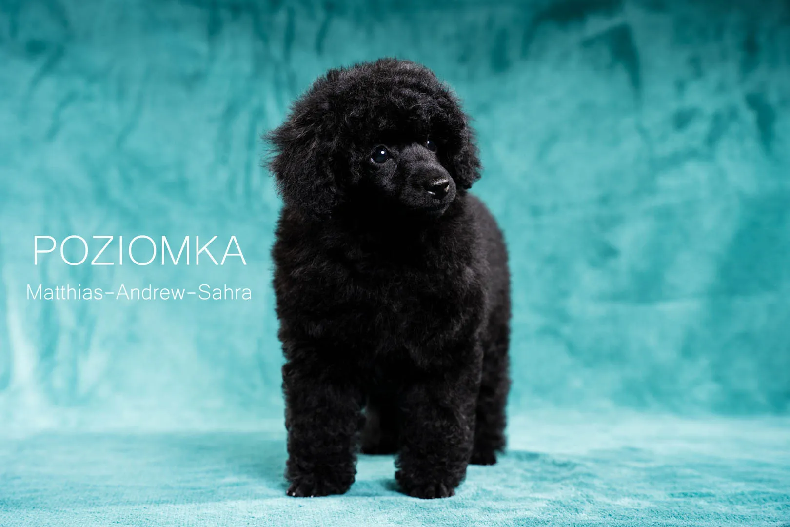 Poziomka[51]-Edytuj