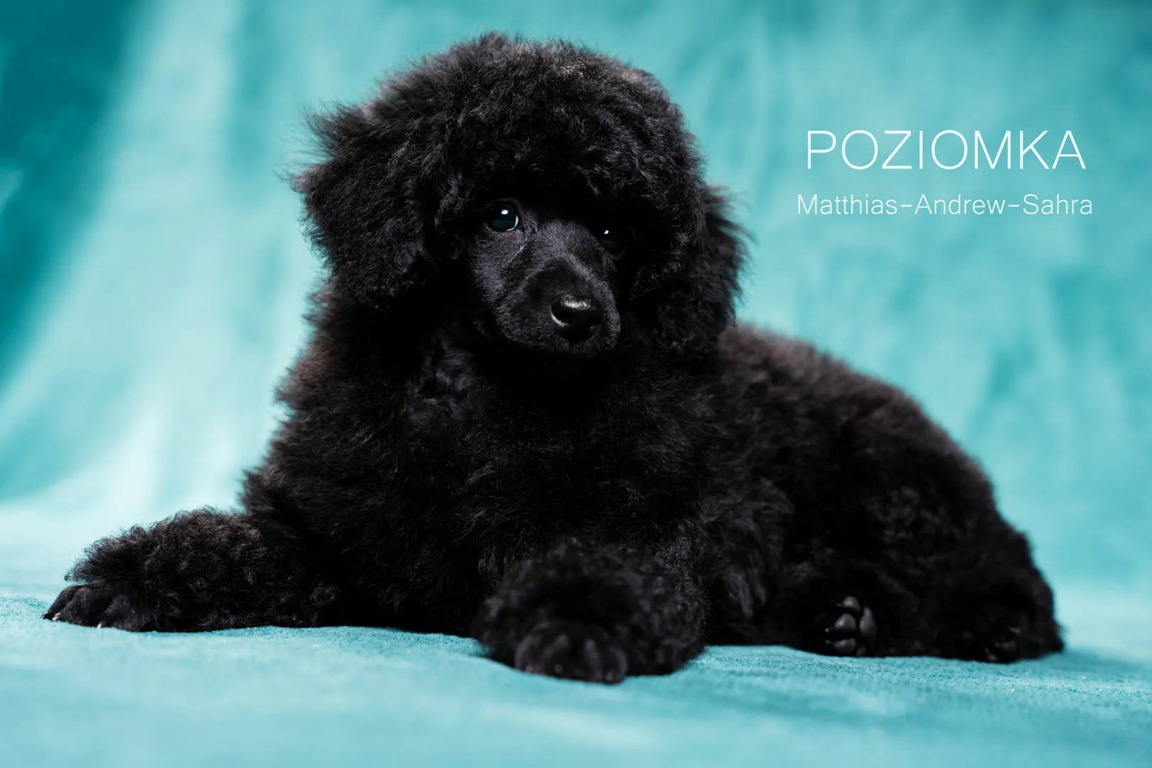 Poziomka[63]-Edytuj