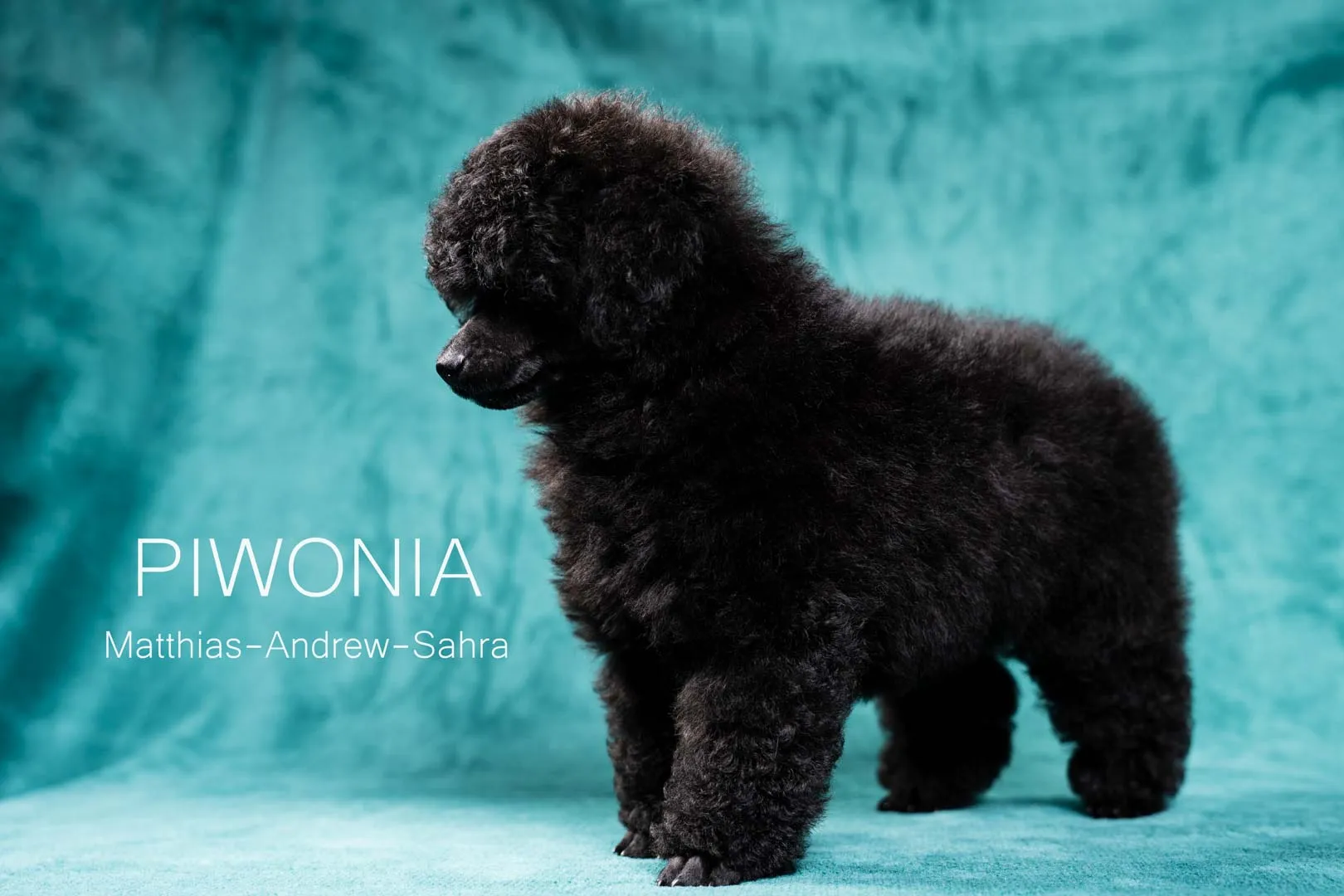Piwonia[18]-Edytuj