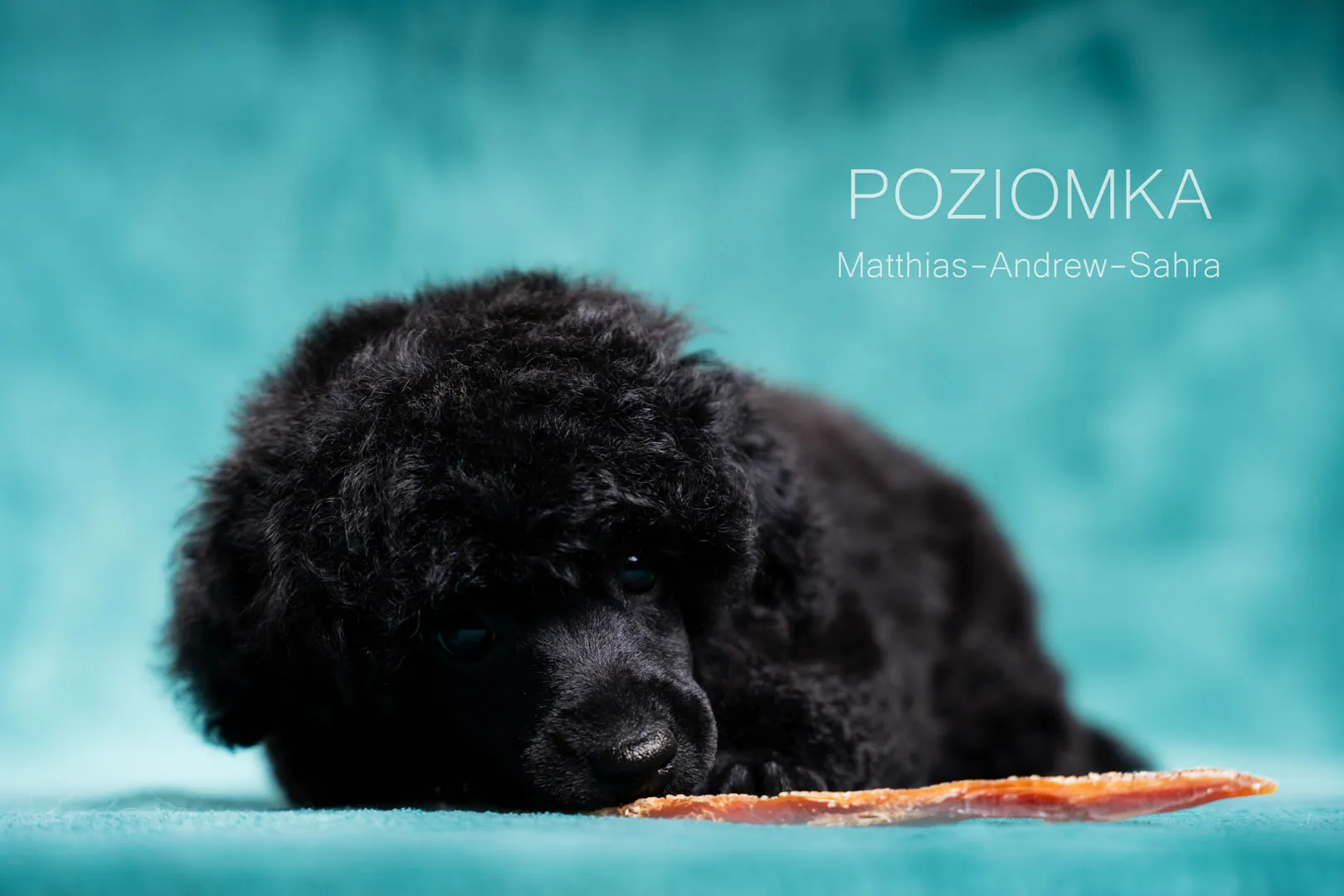 Poziomka[74]-Edytuj