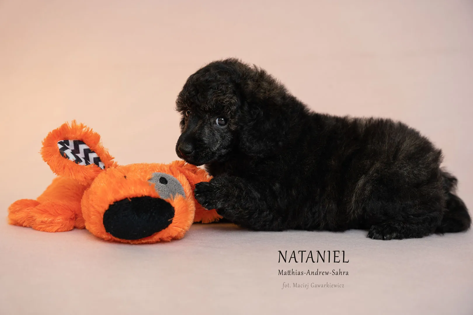NATANIEL_19