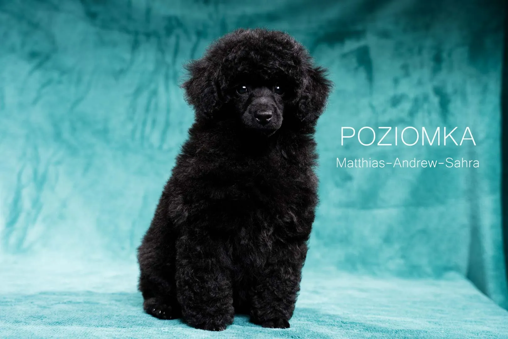 Poziomka[60]-Edytuj