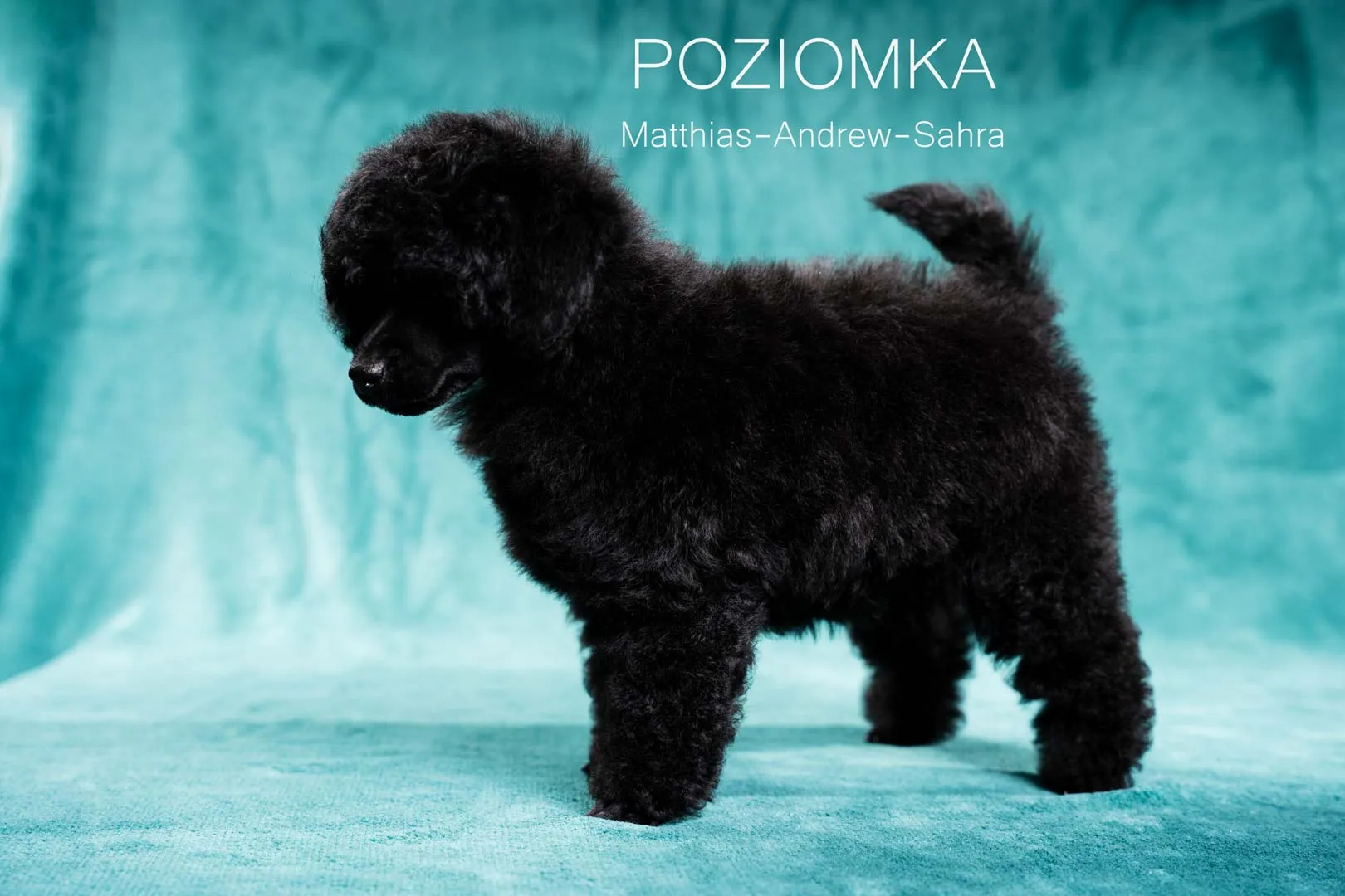 Poziomka[81]-Edytuj