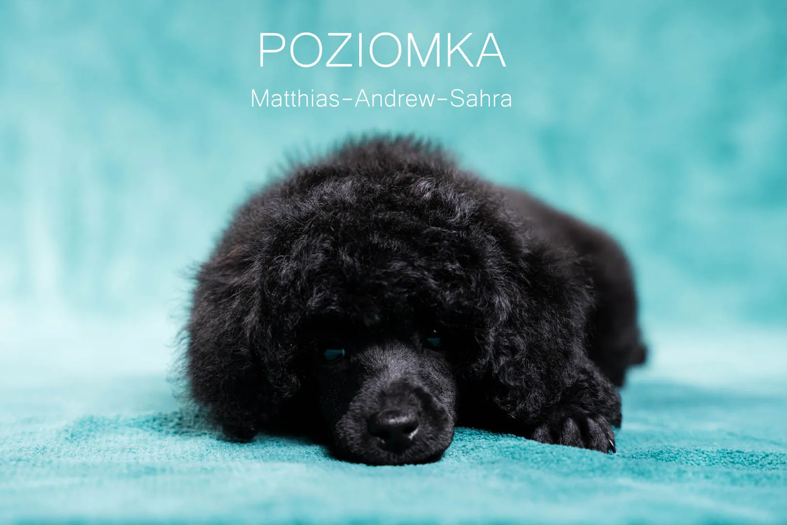 Poziomka[56]-Edytuj